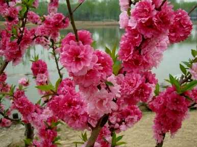 春天有哪些花，春天有哪些花？