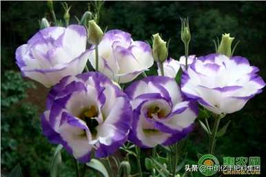 蓝桔梗花的花语，蓝桔梗花的花语是什么？