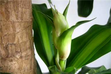 如何正确饲养巴西木？如何饲养巴西木发芽？