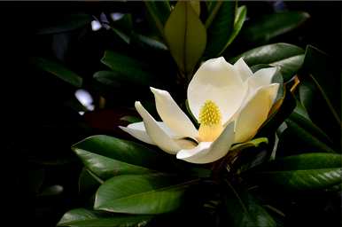 广玉兰花的寓意和象征，玉兰花开白花的寓意是什么？