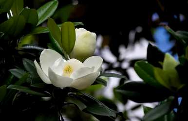 广玉兰花的寓意和象征，玉兰花开白花的寓意是什么？