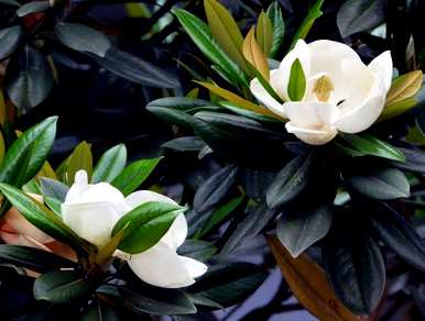广玉兰花的寓意和象征，玉兰花开白花的寓意是什么？