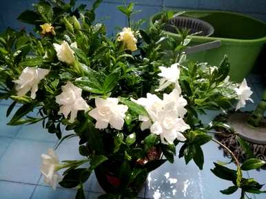 栀子叶发黄怎么办？栀子花不开花怎么办？