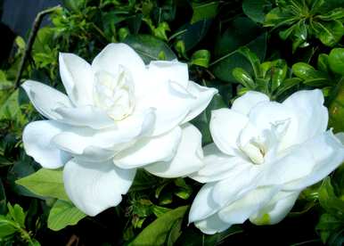 栀子叶发黄怎么办？栀子花不开花怎么办？
