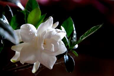 栀子叶发黄怎么办？栀子花不开花怎么办？