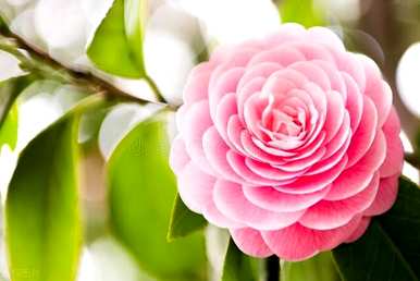 山茶花几月开花