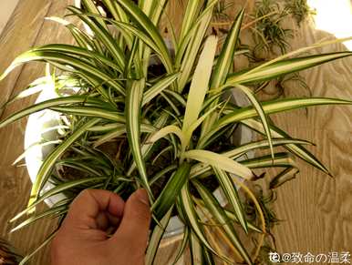 哪种吊兰品种最好？