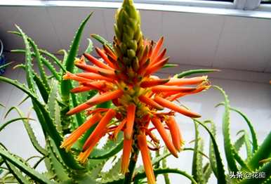 芦荟冬季开花的预兆是什么？芦荟冬季开花的预兆是什么？