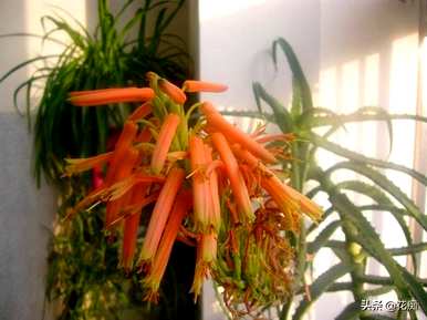 芦荟冬季开花的预兆是什么？芦荟冬季开花的预兆是什么？
