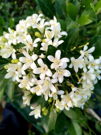 九里香开花最快的方法，九里香开花怎么管理？