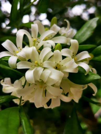 九里香开花最快的方法，九里香开花怎么管理？
