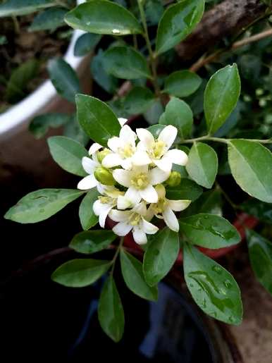 九里香开花最快的方法，九里香开花怎么管理？