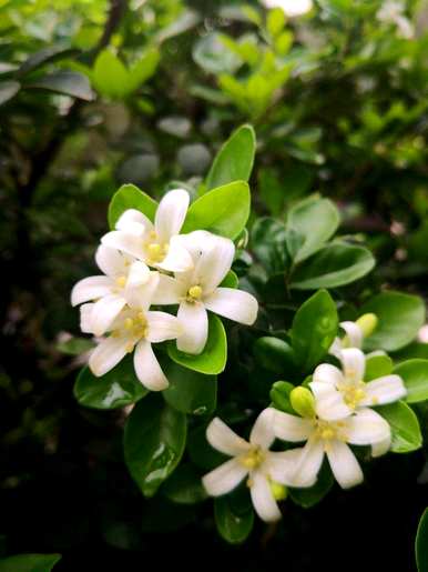 九里香开花最快的方法，九里香开花怎么管理？