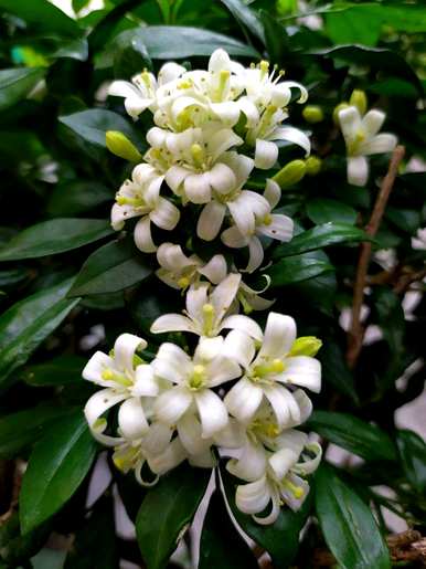 九里香开花最快的方法，九里香开花怎么管理？