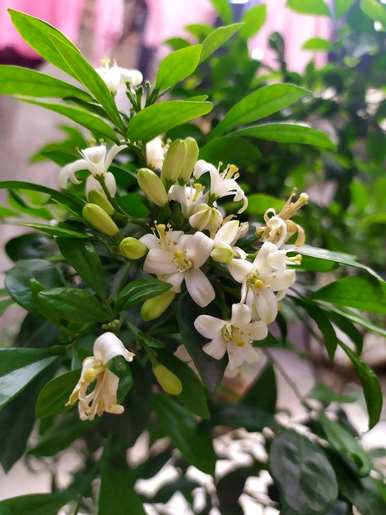 九里香开花最快的方法，九里香开花怎么管理？