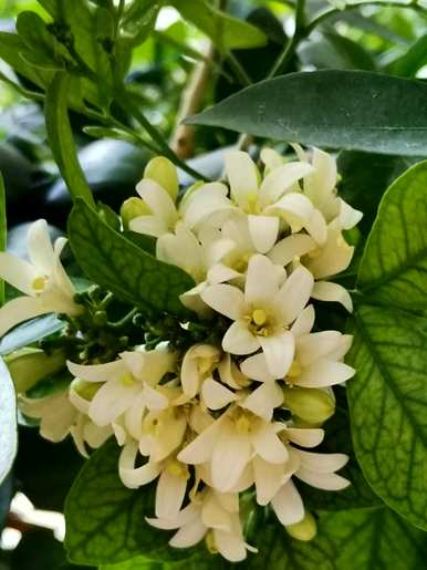九里香开花最快的方法，九里香开花怎么管理？
