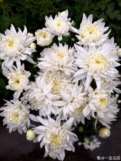 菊花在中国的含义是什么，菊花的含义和象征句子