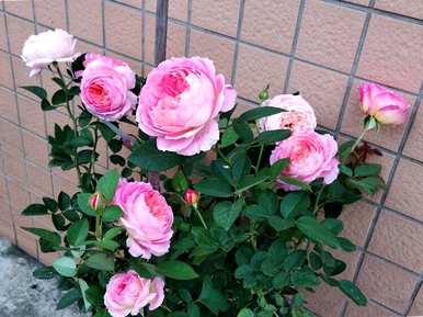 冬季如何浇水月季花室内养殖，室内盆栽月季花养殖方法