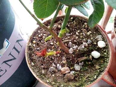 冬季如何浇水月季花室内养殖，室内盆栽月季花养殖方法
