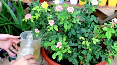 冬季如何浇水月季花室内养殖，室内盆栽月季花养殖方法