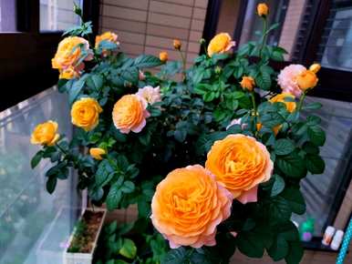 冬季如何浇水月季花室内养殖，室内盆栽月季花养殖方法