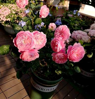 冬季如何浇水月季花室内养殖，室内盆栽月季花养殖方法