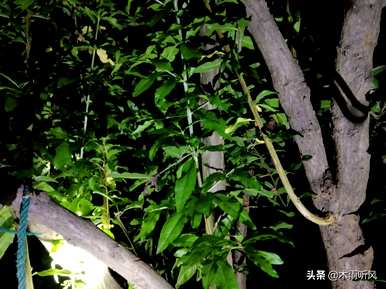 石榴树开花结果几年，石榴树开花结果修剪几年