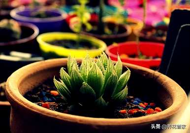 最好的多肉植物排行榜，多肉植物直播排行榜