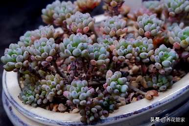 最好的多肉植物排行榜，多肉植物直播排行榜