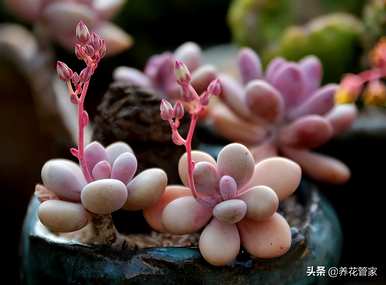 最好的多肉植物排行榜，多肉植物直播排行榜
