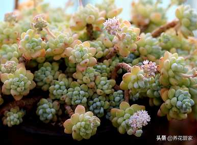 最好的多肉植物排行榜，多肉植物直播排行榜