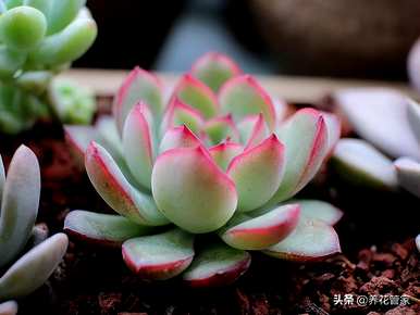 最好的多肉植物排行榜，多肉植物直播排行榜