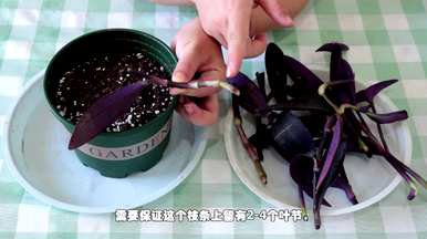 紫竹梅扦插方法图，紫竹梅扦插最佳方法