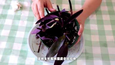 紫竹梅扦插方法图，紫竹梅扦插最佳方法
