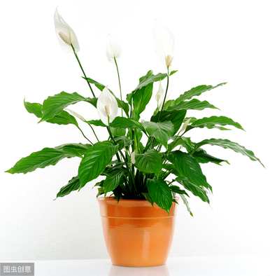 绿巨人花卉养殖方法，绿巨人花卉养殖方法