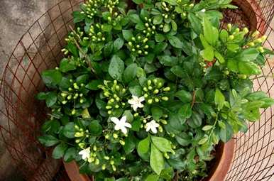 九里香花期多长，九里香花期多长