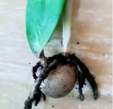 怎样养金钱树才能不长高但粗壮，怎样养金钱树才好？
