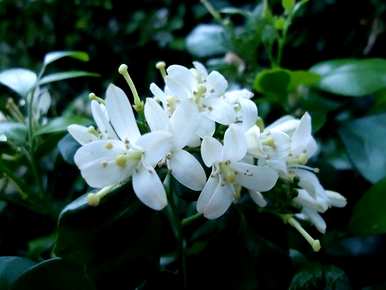 九里香花期多长，九里香花期多长