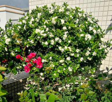 九里香花期多长，九里香花期多长