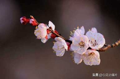 春夏秋冬各有哪些花，春夏秋冬各季开什么花？