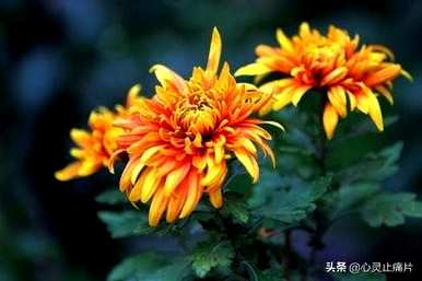 春夏秋冬各有哪些花，春夏秋冬各季开什么花？