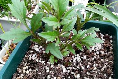 几月份种植大丽花球根，种植时间和方法