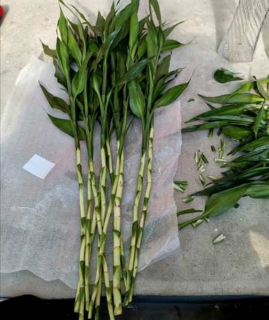 富贵竹怎样养水培才能活下去，水培富贵竹施什么肥最好？