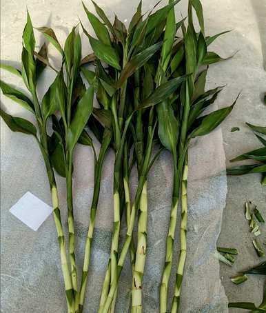 富贵竹怎样养水培才能活下去，水培富贵竹施什么肥最好？