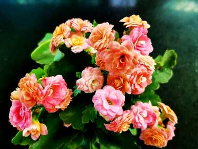 如何养好长寿花，如何养好长寿花？