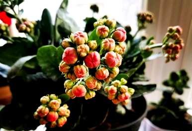 如何养好长寿花，如何养好长寿花？