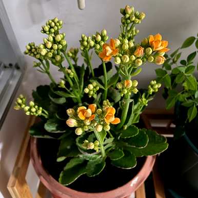如何养好长寿花，如何养好长寿花？
