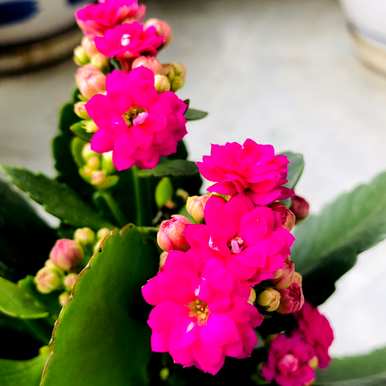 如何养好长寿花，如何养好长寿花？