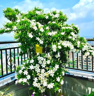 五月开花有哪些花，五月开花叫菊花？