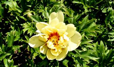 五月开花有哪些花，五月开花叫菊花？